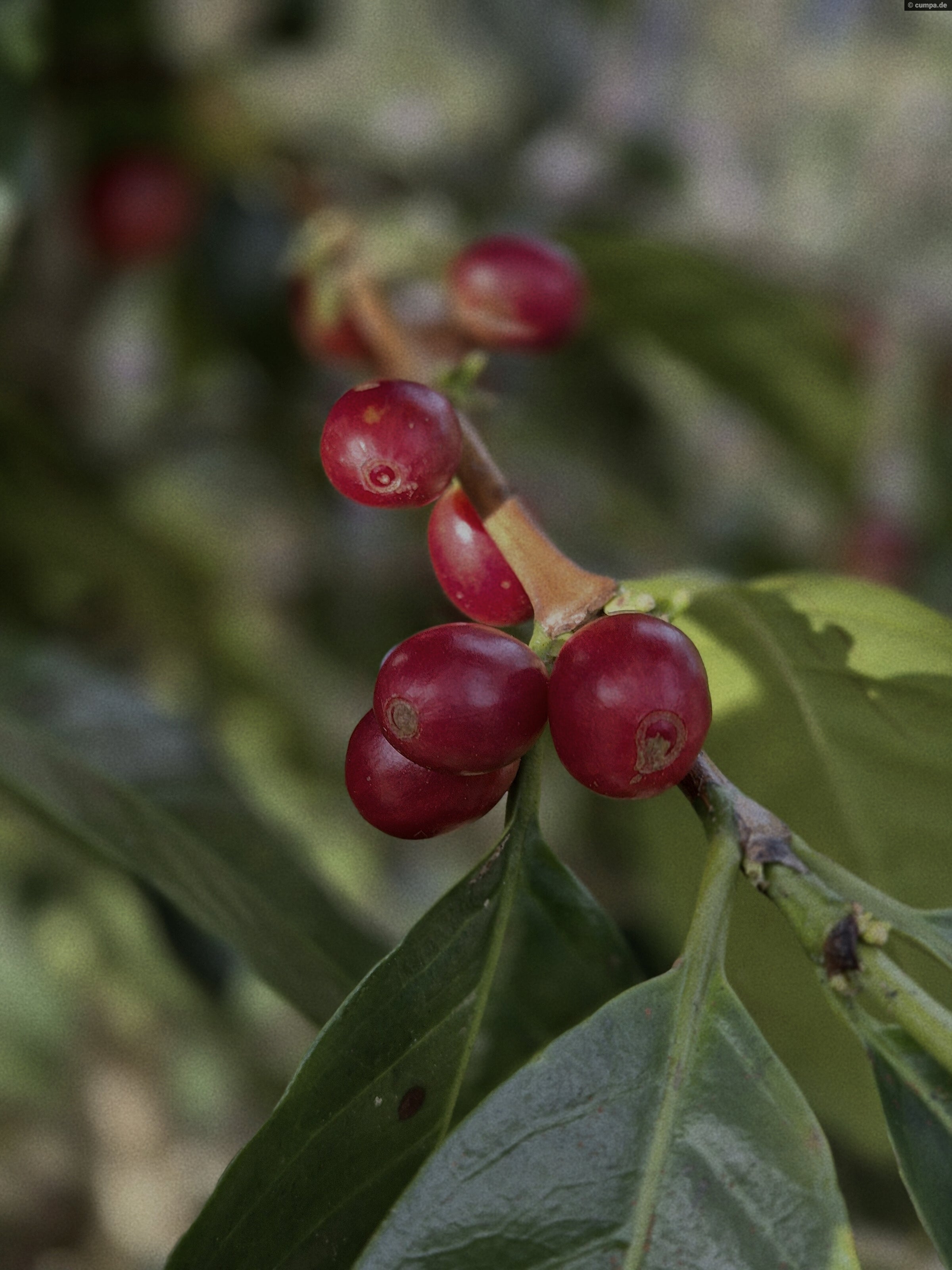 Kaffeekirschen der Flora – Single Origin Vietnam, Đưng K'Nớ