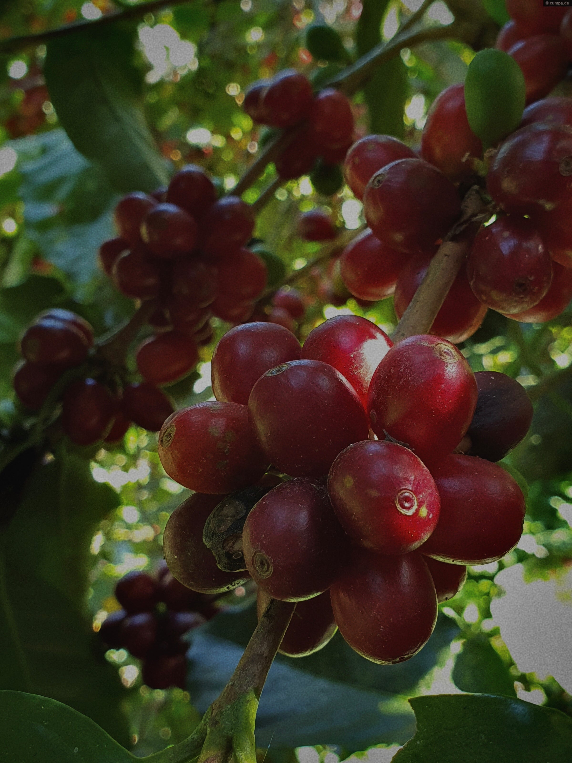 Finca Miravalles – El Salvador, Apaneca Ilamatepec