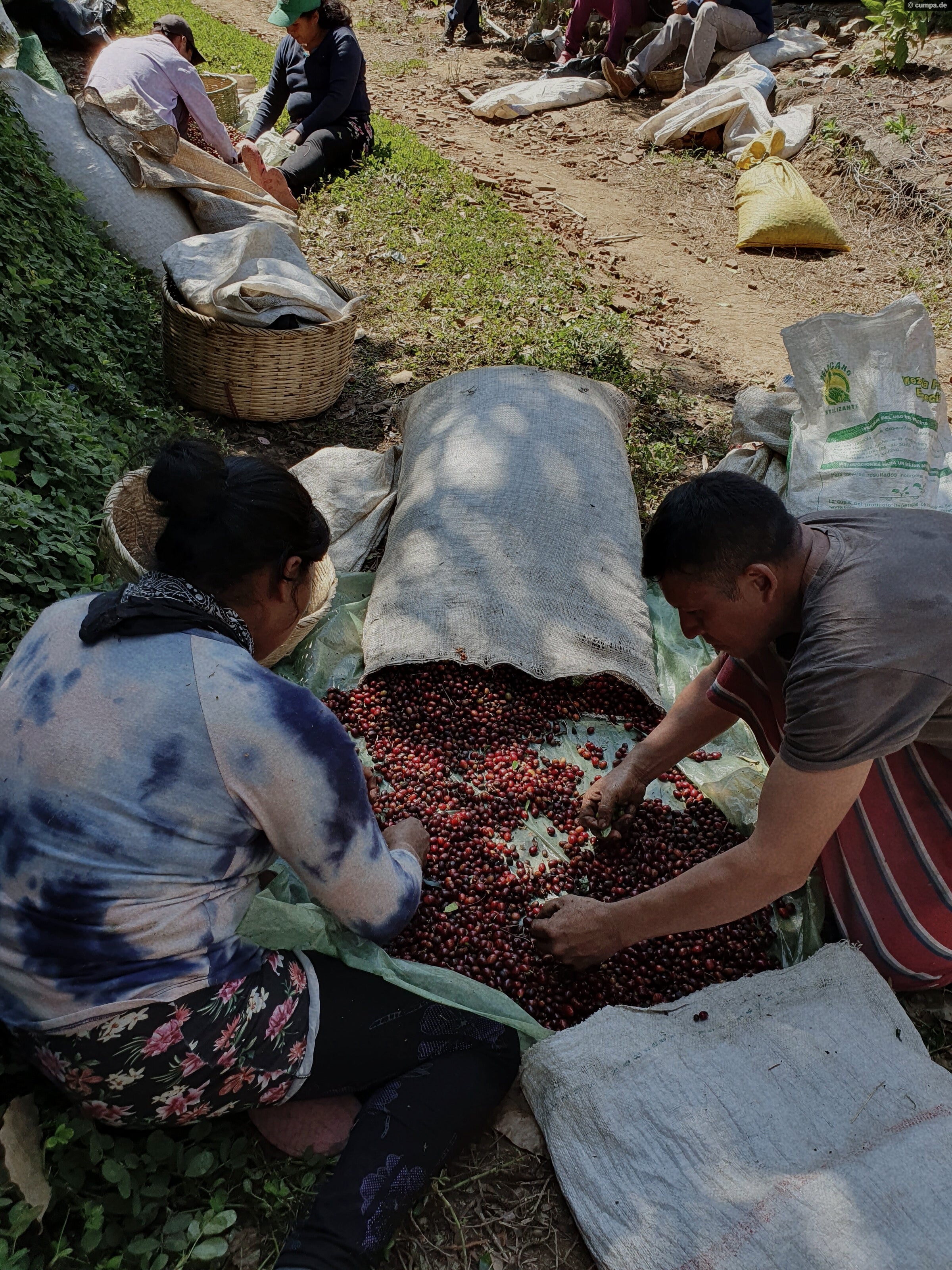Kaffeeernte Finca Miravalles – Luis Duarte, El Salvador